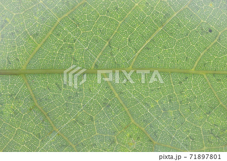 イタビカズラ(崖石榴)の葉と葉脈 イタビカズラ(崖石榴)の葉と葉脈 71897801