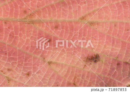 紅葉したマルバウツギ 丸葉空木 の葉と葉脈の写真素材