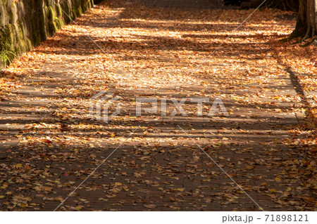歩道上の落ち葉。 71898121