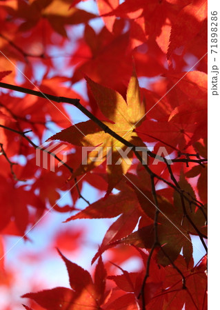 京都の紅葉 京都の紅葉 71898286