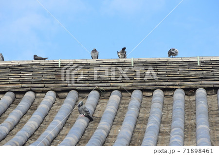 六時礼讃堂の屋根・鳩(四天王寺の/大阪市天王寺区) 六時礼讃堂の屋根・鳩(四天王寺の/大阪市天王寺区) 71898461