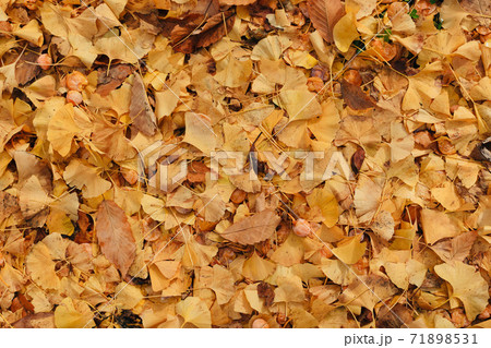 落葉 71898531