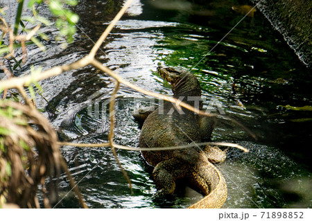 A giant monitor lizard crawling in a shallow monsoon drain with water. A giant monitor lizard crawling in a shallow monsoon drain with water. 71898852