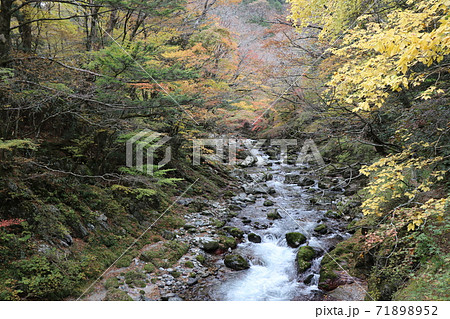 秋の小田深山渓谷 71898952