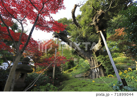 ホテル椿山荘　庭園の御神木　東京都文京区　 71899044
