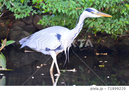 アオサギ(立川公園/東京都立川市) アオサギ(立川公園/東京都立川市) 71899220
