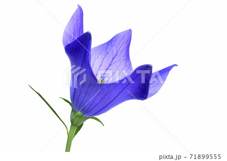 桔梗の花 　秋の七草のひとつ　（fix撮影） 71899555