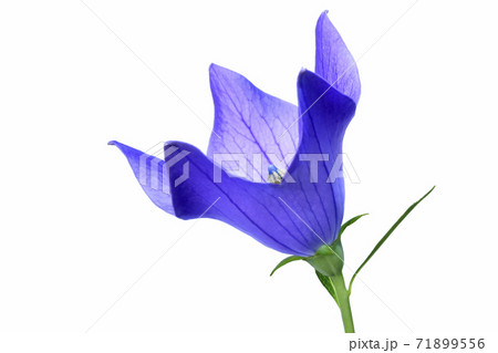 桔梗の花 　秋の七草のひとつ　（fix撮影） 71899556