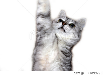 サバトラ猫、白背景 サバトラ猫、白背景 71899728