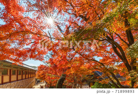紅葉 秋 スポット 71899893