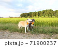 2匹の笑顔の犬と田園風景 71900237
