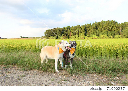 2匹の笑顔の犬と田園風景 71900237