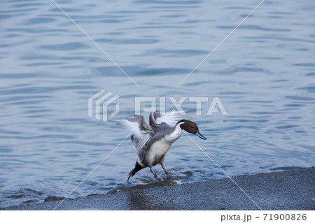 オナガガモ 71900826