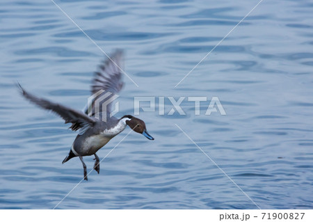 オナガガモ 71900827