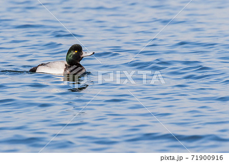 カイツブリ 71900916