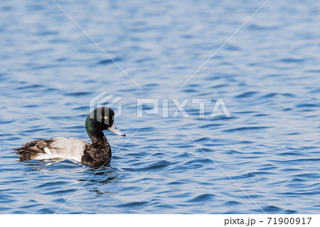 カイツブリ 71900917