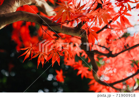 紅葉　茨城県立歴史館　茨城県水戸市 71900918
