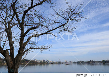 11月下旬の千波湖 茨城県水戸市 11月下旬の千波湖 茨城県水戸市 71901052