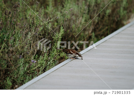 the sparrow is eating the ant 71901335