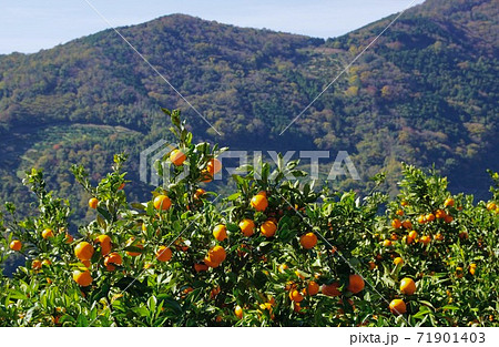 有田みかんの畑 和歌山県有田郡有田川町 有田みかんの畑 和歌山県有田郡有田川町 71901403