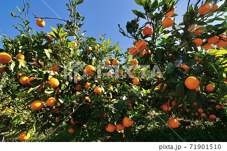 有田みかんの畑 和歌山県有田郡有田川町 有田みかんの畑 和歌山県有田郡有田川町 71901510