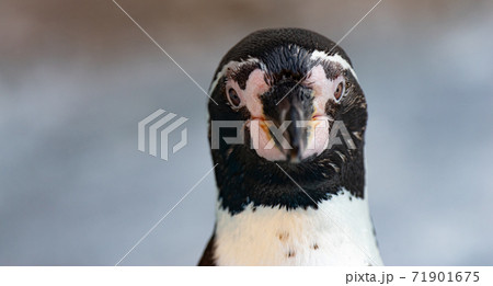 見つめるペンギン 見つめるペンギン 71901675