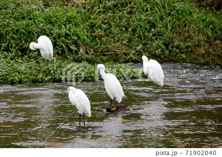 渡り鳥:水辺の鳥:冬鳥:群れ:コガモ:天の川 渡り鳥:水辺の鳥:冬鳥:群れ:コガモ:天の川 71902040