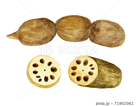 レンコンの水彩イラスト 71902062