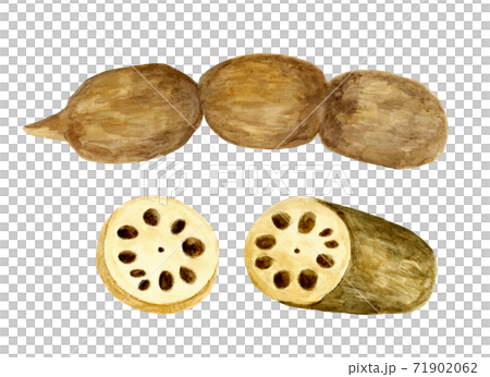 レンコンの水彩イラスト 71902062