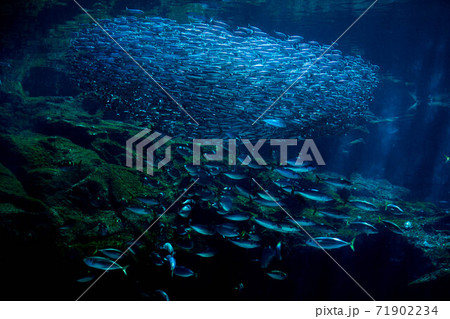 水族館は楽しいの写真素材