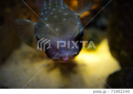 水族館は楽しい 71902240