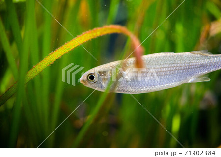 水族館は楽しい 水族館は楽しい 71902384