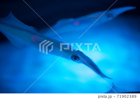 水族館は楽しい 水族館は楽しい 71902389