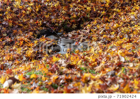 落葉の紅葉に埋め尽くされる小川 落葉の紅葉に埋め尽くされる小川 71902424