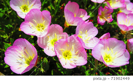 ヒルザキツキミソウの花 ヒルザキツキミソウの花 71902449