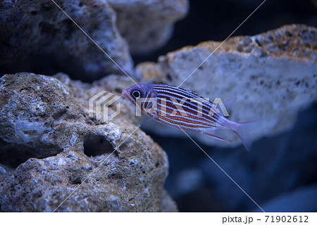 水族館は楽しい 71902612