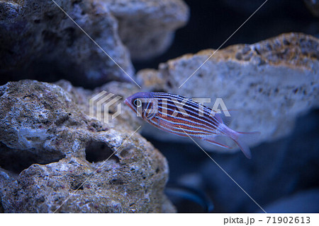 水族館は楽しい 71902613