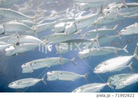 水族館は楽しい 水族館は楽しい 71902622
