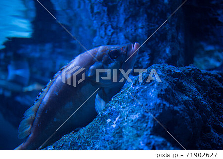 水族館は楽しい 71902627