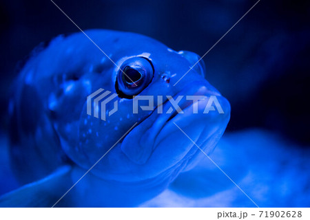 水族館は楽しいの写真素材