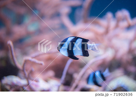 水族館は楽しい 水族館は楽しい 71902636