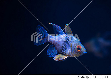 水族館は楽しい 水族館は楽しい 71902641