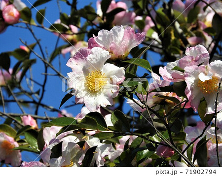 サザンカの花 サザンカの花 71902794