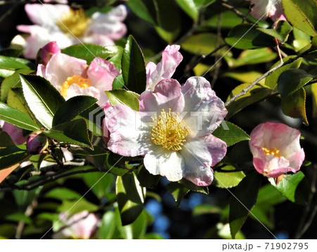 サザンカの花 サザンカの花 71902795