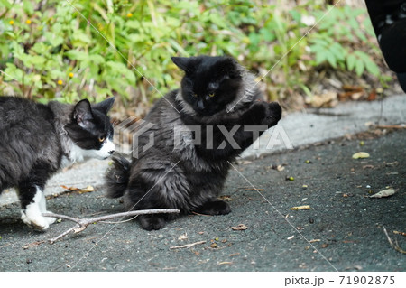 ゴージャスな毛並みの野良猫子猫兄弟がサワガニと戯れてはしゃぐ ゴージャスな毛並みの野良猫子猫兄弟がサワガニと戯れてはしゃぐ 71902875