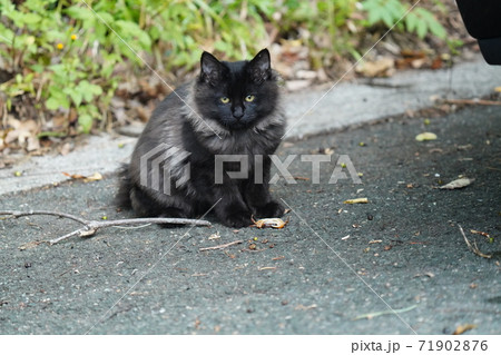ゴージャスな毛並みの野良猫子猫兄弟がサワガニと戯れてはしゃぐ ゴージャスな毛並みの野良猫子猫兄弟がサワガニと戯れてはしゃぐ 71902876