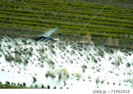 鶴の越冬地　出水 71902919