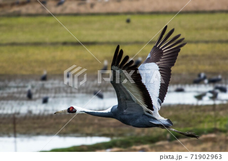 鶴の越冬地　出水 71902963