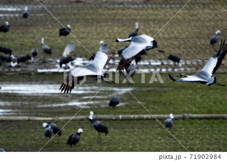 鶴の越冬地 出水 鶴の越冬地 出水 71902984