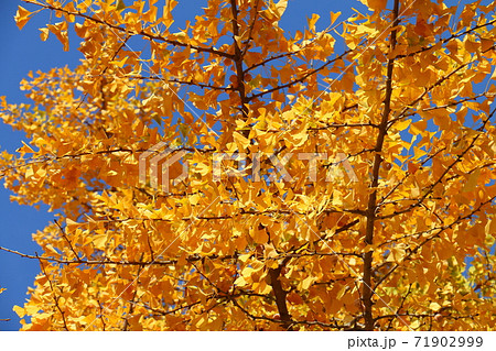 イチョウ　善照寺　紅葉　黄色　銀杏　松戸市内 71902999